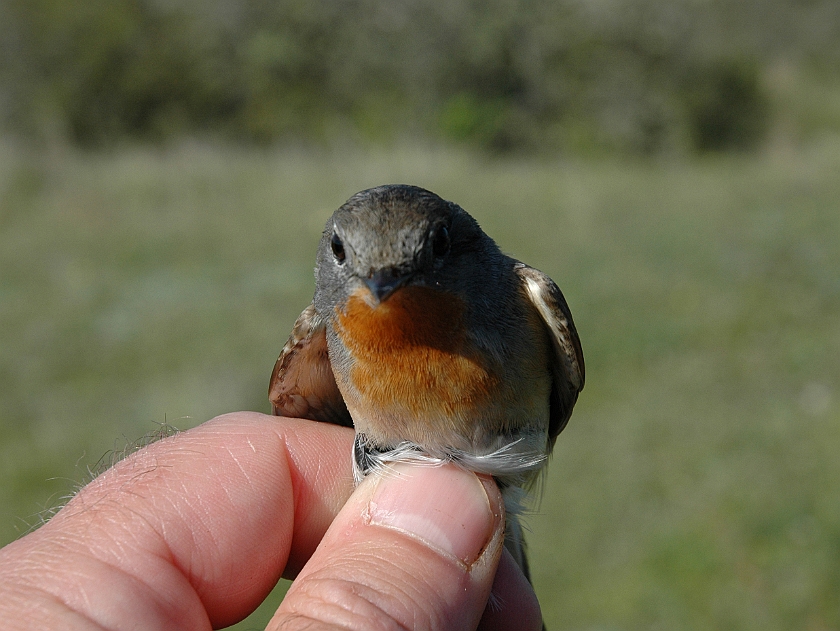 Red-breasted flycatcher, Sundre 20100522